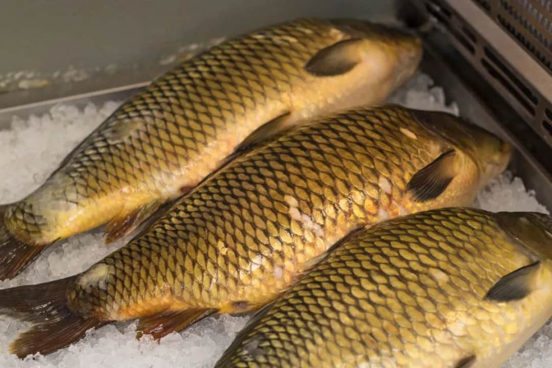 Ile karp może leżeć w zamrażarce? Sekrety mrożenia i rozmrażania